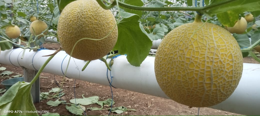 Melon Segar